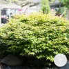 A Japanese Maple tree with green and yellow leaves, surrounded by rocks and mulch, with a blurred background of a building and greenery. Produktbild-Vorschau