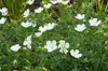 Stauden Gänge 1 x Geranium sanguim 'Album' - Weißer Blut Produktbild-Vorschau 4