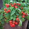 Toraf Gemüsesamen Bajaja Kirschtomate, Packung 0,3g Produktbild-Vorschau 10