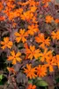 Lychnis x arkwrightii 'Orange Zwerg', leuchtend orange, ca. Produktbild-Vorschau 1