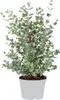 Eucalyptus gunnii - Drzewo gumowe - Krzew - Zimozielony - Podgląd zdjęcia produktu 1