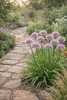 Stauden Gänge 3 x Allium ‚Little Sapphire' im 1 Liter Topf Produktbild-Vorschau 5