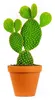 Gardneria-Opuntia, Durchmesser 12 cm Produktbild-Vorschau 1