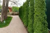 Stauden Gänge 10 x Thuja occidentalis 'Smaragd' - Produktbild-Vorschau 5
