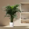 Goldfruchtpalme Dypsis Lutescens – Areca-Palme – 230cm hoch Produktbild-Vorschau 4