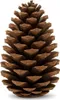A single brown pine cone is displayed against a white background. Produktbild-Vorschau