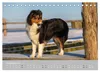 Australian Shepherd 2027 (Tischkalender 2027 DIN A5 quer), Produktbild-Vorschau 14