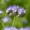 Phacelia Tanacetifolia, pianta del miele - semi biologici - Anteprima dell’immagine prodotto 4