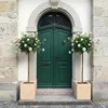 Rose ‘Kristall’ - Hochstamm | weiße Duftrose für Garten & Produktbild-Vorschau 2