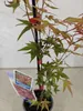 Set van 2 Japanse esdoorn 'Deshojo' – Acer palmatum, Productafbeelding-voorbeeld 7