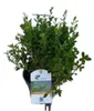 2 piante di BetterBuxus® Heritage - Buxus betterbuxus Anteprima dell’immagine prodotto 1