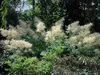 6 x Wald-Geißbart - weiße Blüte - Leitstaude - TB 9 Produktbild-Vorschau 2