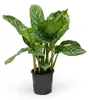 Aglaonema 'Stripes' Zimmerpflanze, 60 cm hoch, Topf Ø 17 Produktbild-Vorschau 1