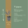 Convallaria majalis | 24 sztuki - 10-25cm - Ø9cm - Roślina Podgląd zdjęcia produktu 4