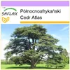 SAFLAX - Północnoafrykański Cedr Atlas - 20 Nasiona - Podgląd zdjęcia produktu 5