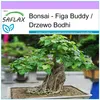 SAFLAX - Bonsai - Figa Buddy - 100 Nasiona - Ficus Podgląd zdjęcia produktu 5