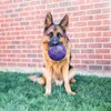 Kong flexball cane medio/grande Anteprima dell’immagine prodotto 3