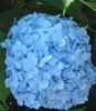 BALDUR Garten 2er Winterhart Hortensien-Sortiment Hydrangea Produktbild-Vorschau 3