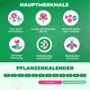 Phlox Stauden Winterhart - Phlox Paniculata Kollektion - 10 Produktbild-Vorschau 4