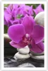 Poster - Poster ohne Rahmen - Orchidee Bambus Dekoration Produktbild-Vorschau 1