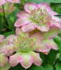 BALDUR Garten 1x Clematis 'Pistachio Cake®', Pflanze im 9x9 Produktbild-Vorschau 1