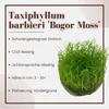 Aquarium Pflanze In Vitro 1 Moos Taxiphyllum barbieri Produktbild-Vorschau 2
