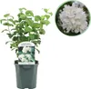 Jaśmin wiechowaty - Philadelphus Snowbelle - kwitnie na Podgląd zdjęcia produktu 1