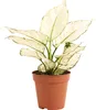 1x Aglaonema White Joy P12 H25 Produktbild-Vorschau 1