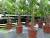 Palme winterhart 150 - 180 cm Trachycarpus Wagnerianus Produktbild-Vorschau 4