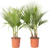 Mexikanische Fächerpalme - 2 Stk - Washingtonia robusta - Produktbild-Vorschau 1