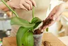 A person is repotting an orchid in a clear plastic pot with potting mix. Produktbild-Vorschau