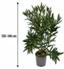 Oleander Semplice Rosa, 120–140 cm – Rosier fleuri de type Voir les images du produit 5