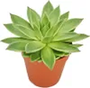 Echeveria agavoides - große Pflanze im 12cm Topf Produktbild-Vorschau 1
