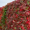 Samolezoucí popínavá rostlina Parthenocissus Engelmannii - Náhled obrázku produktu 1