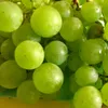 Winorośl Iza Zaliwska 2L Podgląd zdjęcia produktu 3
