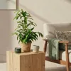 Green boutiQ - Zimmerpflanzen - Dracaena surculosa - Produktbild-Vorschau 4