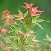 Acer Palmatum Taylor, ca. 50 cm hoch, Topf 19 cm, Produktbild-Vorschau 6