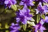 Zwerg-Rhododendron 25-30 cm, im Topf - Rhododendron Produktbild-Vorschau 7