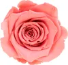 Infinity Rose L Ø5cm konserviert stabilisiert haltbar Produktbild-Vorschau 1