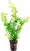 Feinblättriger Hornfarn - Ceratopteris thalictroides Produktbild-Vorschau 1