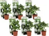 Six potted hydrangea plants are arranged in a grid formation against a white background. Produktbild-Vorschau