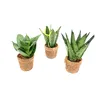 Gardners Sansevieria Hahnii mix, priemer 6 cm Náhľad obrázku produktu 2