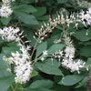 2 x  Silberkerzenstrauch - Clethra alnifolia  | 50-60 cm in Produktbild-Vorschau 2