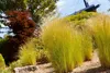 Stipa tenuissima 'Ponytails', Ziergras, ca. 1L Topf Produktbild-Vorschau 6