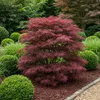 Japanischer Ahorn Acer palmatum 'Sumi-nagashi' – Roter Produktbild-Vorschau 1