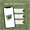 Plants by Frank | 72 Stechpalme Pflanzen | Ilex Crenata Produktbild-Vorschau 5