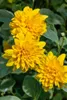 Sonnenblume Soleil d'Or, im Topf - Helianthus decapetalus Produktbild-Vorschau 3
