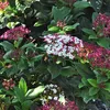 2 x  Viorne  - Viburnum tinus 'Gwenllian'  | 25-30 cm en Voir les images du produit 1