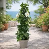 Mandevilla Dipladenia – trubkovité květy – pyramidový tvar Náhled obrázku produktu 3