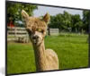 MuchoWow® MuchoWow® Gerahmtes Poster Baby - Alpaka - Gras Produktbild-Vorschau 1